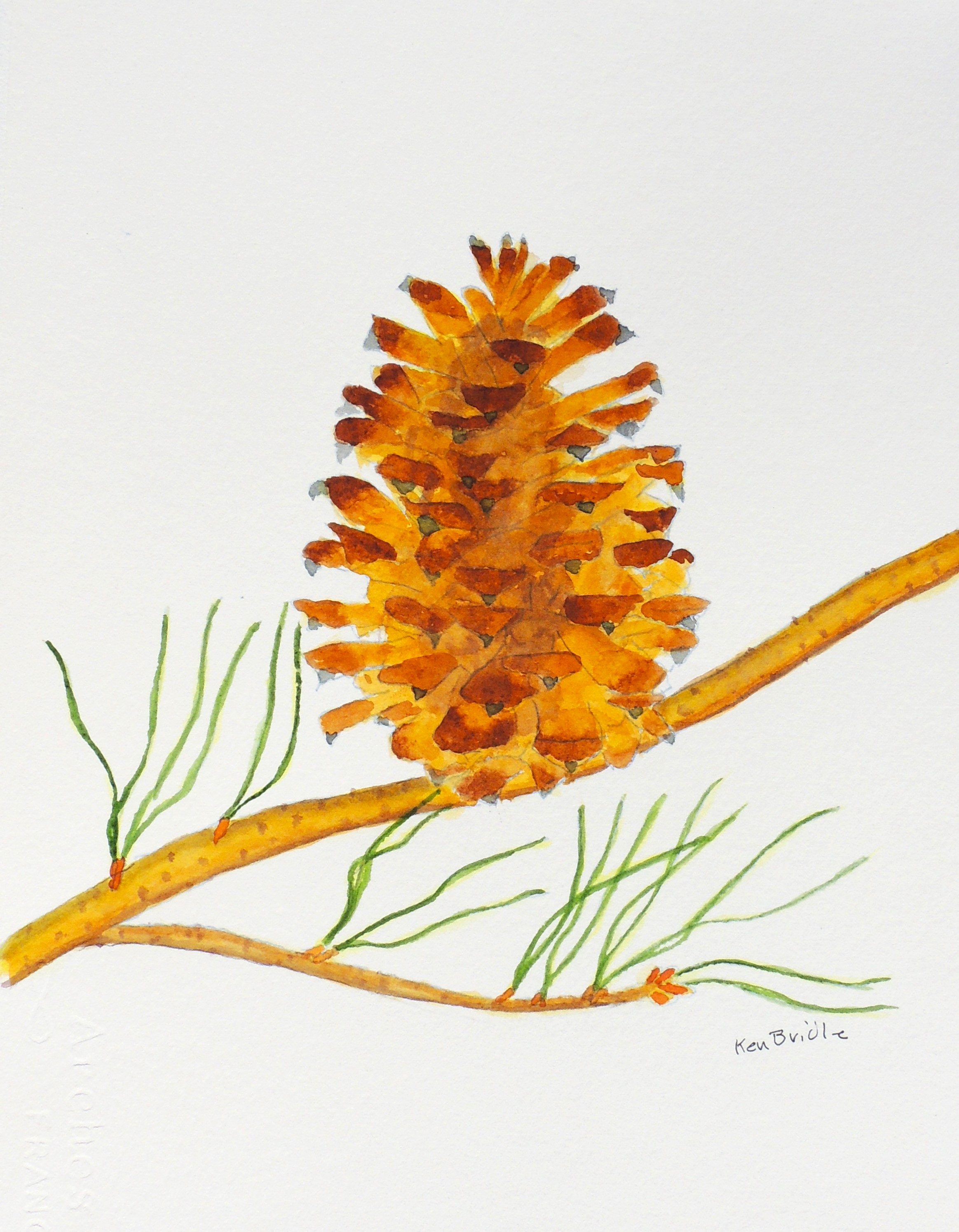 Pinecone painting by Ken Bridle